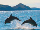 Dolphins in Cardigan Bay