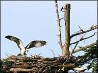 osprey nesting